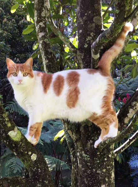 ID: A white cat with red harlequinn patches on its face, side, legs and tail, it is facing left and looking at the camera, it is standing on a tree.