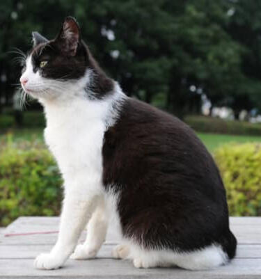 ID: A black and white bicolour cat with white spotting on legs, chest and face. the cat is sitting to the left and looking off camera. sitting on a wooden table with a blurry grassy background with trees in the distance.