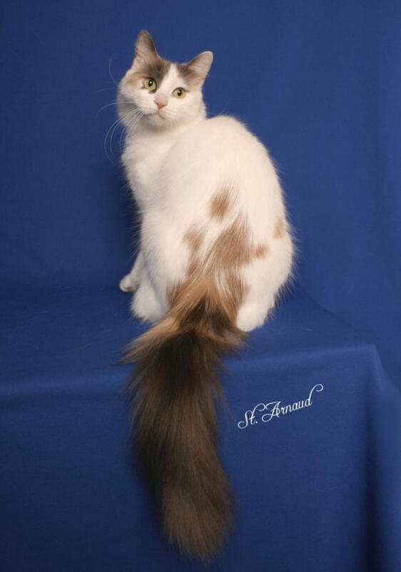 ID: A white van cat with grey and cream patches on the lower back, tail and forehead. its back is to the camera but its head is looking over its shoulder at the camera. The background is medium blue