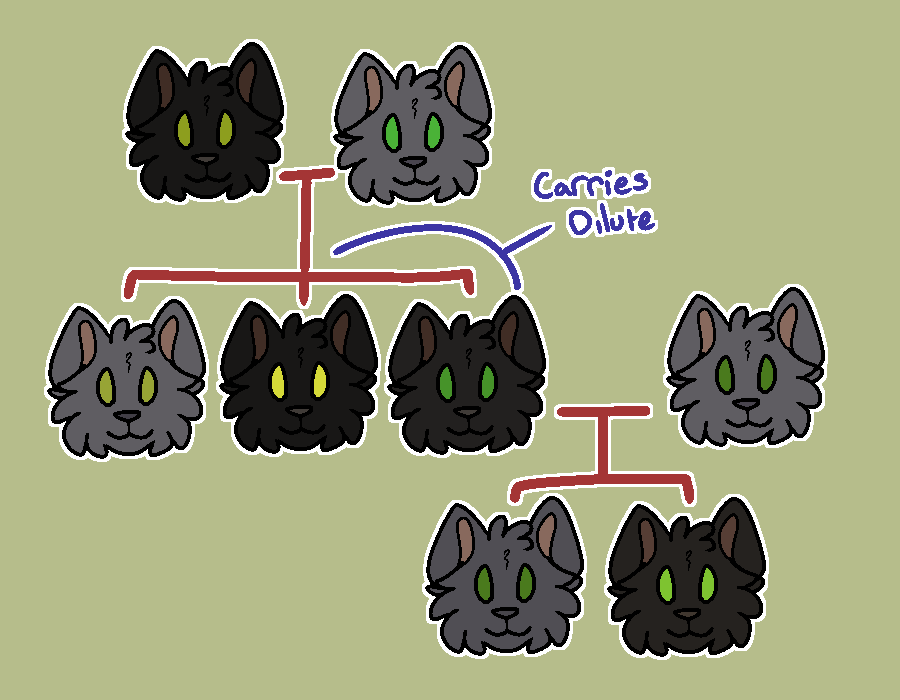 ID: Digital art of a family tree of cats. parent on left is black, parent on right is grey. three kittens, one grey the other two are black. above black cats it says &quot;carries dilute&quot;. black kitten on right has grey mate and two kittens, one grey one black
