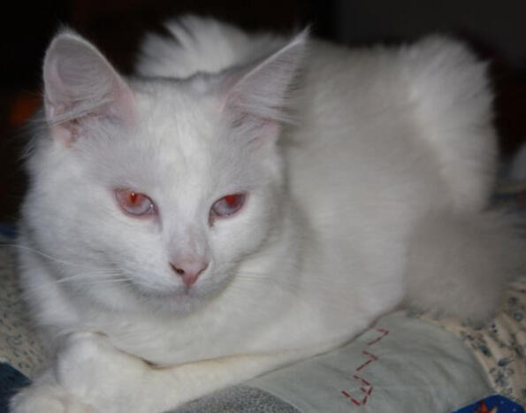 ID: An albino cat loafing on a white blanket, the cats eyes are hlaf closed. The eyes are a lilac/light blue and its pupils are red