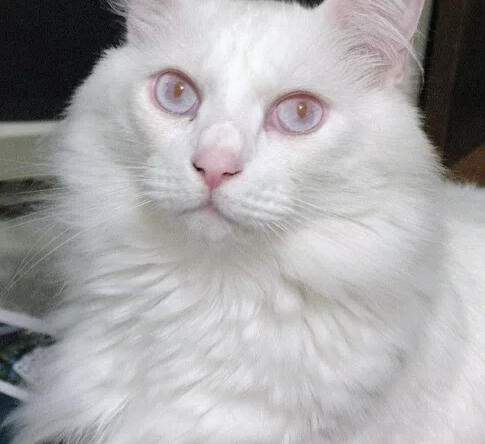 ID: A headshot of a fluffy albino cat , the cat is looking up at the camera, its eyes are a lilac/light blue almost white with red pupils. The background is a dark grey.