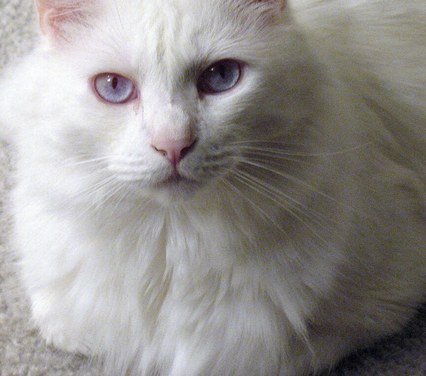 ID: A fluffy albino cat staring up at the camera, the cat is loafing on grey carpet. it's eyes are a light blueish/purple