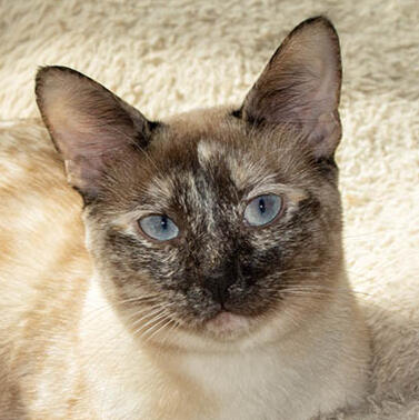 ID: seal tortie point
