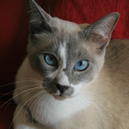 ID: a grey point snowshoe cat with a white blaze on the nose