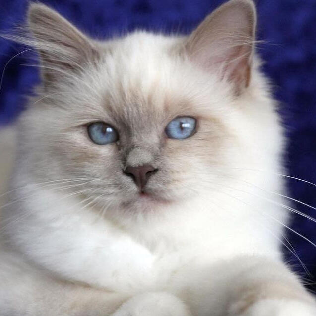 ID: lilac birman