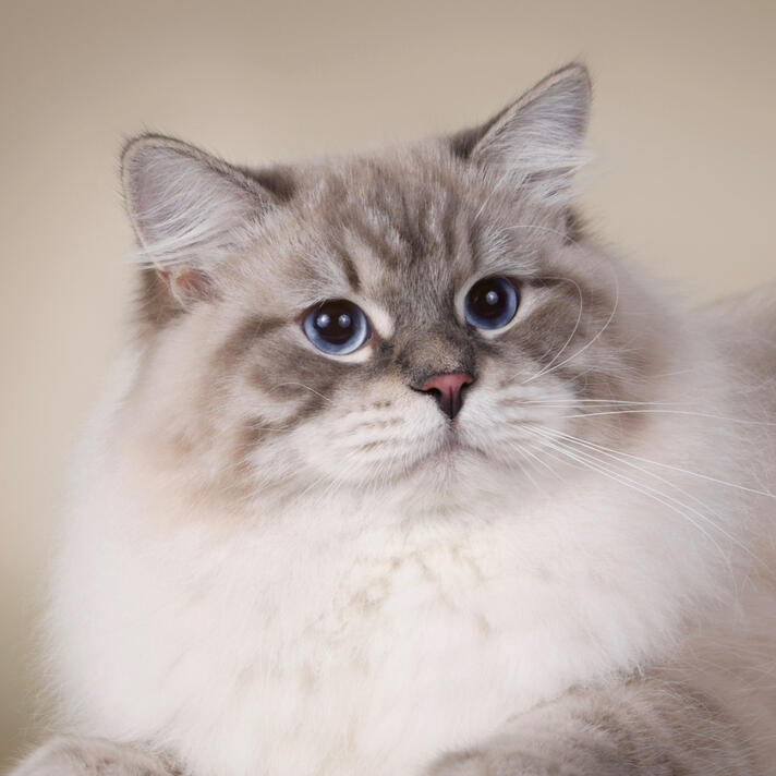 ID: lynx point neva masquerade