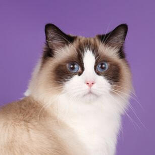 ID: seal point ragdoll with a white muzzle and chest.