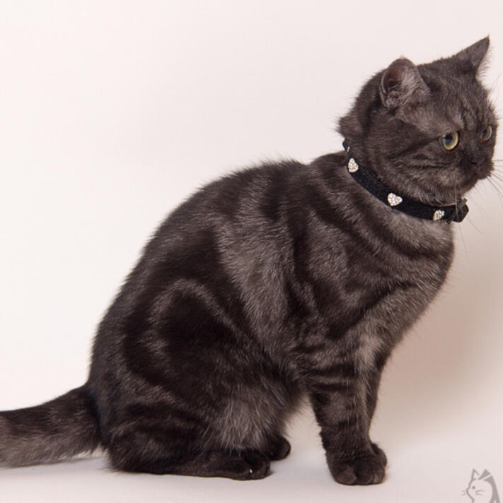 ID: A Black smoke cat with classic ghost tabby markings.