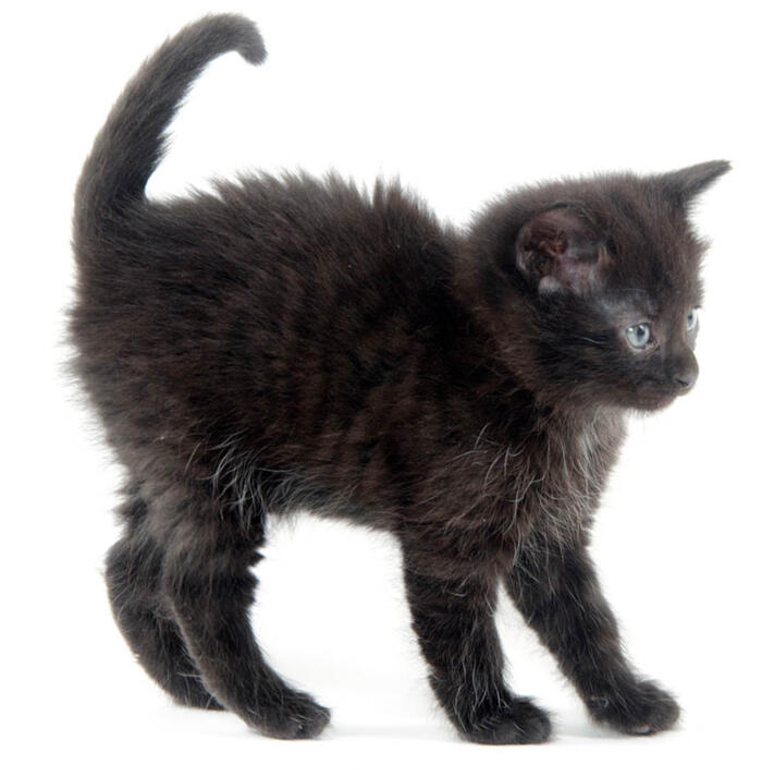ID: A black kitten with faint mackerel ghost tabby markings.