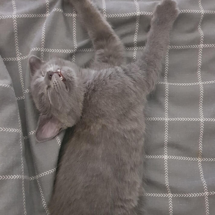 ID: A grey kitten with very faint and hard to see ghost tabby markings