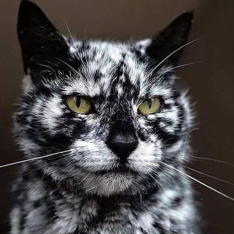 ID: A black cat with irregular patches of white all over the face and body.