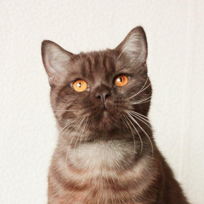 ID: Chocolate smoke british shorthair with ghost tabby markings
