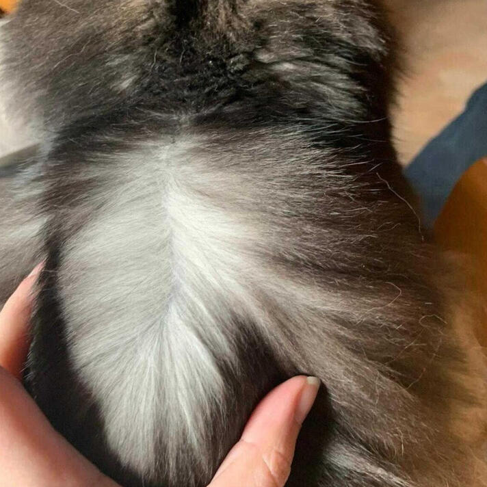 ID: A picture of a back of a black cat with a white hand spreading apart the fur to show the base of the fur coloured silver.