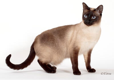 ID: a fullbody picture of a seal/black point siamese cat standing in front of a white background. the cat is facing the right but looking left.