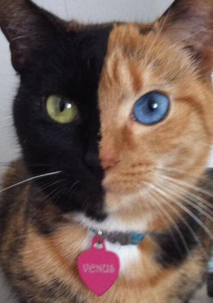 ID: A tortie cat her left side of the face is red, the right is black, her left eye is blue, the right is green. she has a pink heart collar with the name "venus". Venus is staring at the camera