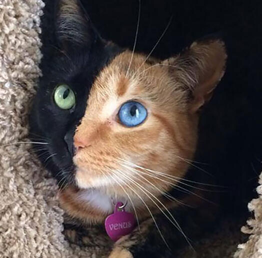 ID: A tortie cat looking up and to the left of the camera, her left side of the face is red, the right is black, her left eye is blue, the right is green. she has a pink heart collar with the name "venus". She is inside of a cat hidey hole.