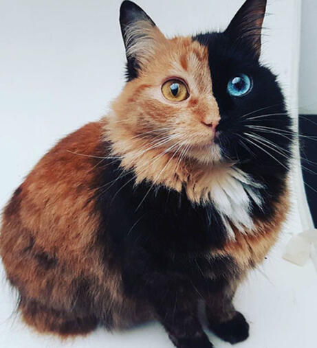 ID: A fluffy tortoiseshell cat staring up at the camera, the left side of her face is black with a blue eye, the right side of her face is orange with an amber eye, she is in front of a white background