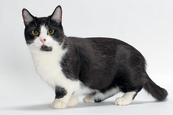 ID: a fullbody picture of black and white bicoloured shorthaired munchkin cat. the cat has medium level spotting with a black spot on chin. the cats legs are short, it is standing looking at the camera with amber eyes.