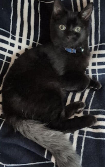 ID: A fluffy kitten lying on its side looking up at the camera, the background is black with white plaid stripes, the kitten is black with a grey tail and blue collar.
