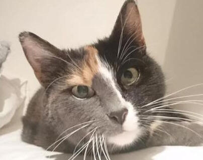 ID: A headshot of a shorthaired cat in front of a cream background, the cat is looking at the camera. half the face is black, there is a white stripe running up half the face with grey on the bottom half of the left face, and a bit of red above left eye.
