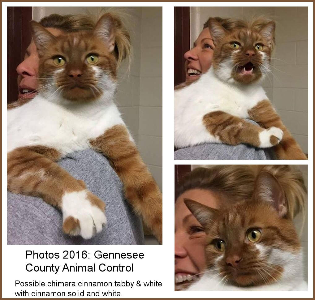 ID: three pictures of the same cat sitting on someones shoulder, it is white with cinnamon tabby patches, writing says "photos 2016: gennesee county animal control" underneath it says "possible chimera cinnamon & white with cinnamon solid and white"