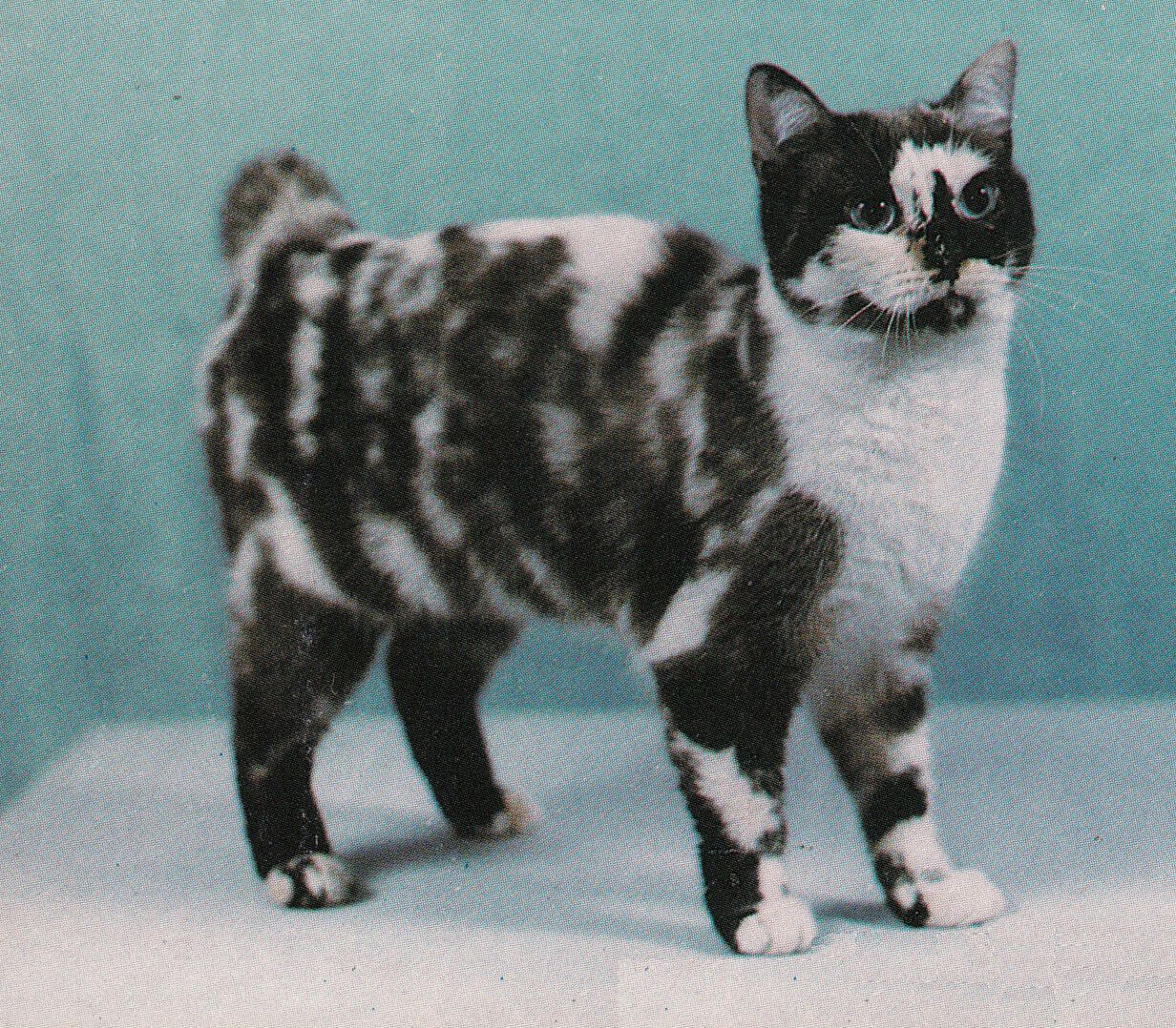 ID: A shorthaired bobtail cat is standing in front of a teal and white background facing the right. The cat is black and white, the white spotting is irregular and looks similar to a tortie cats pattern.
